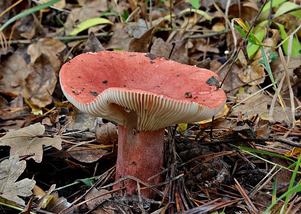 plávka červenohlúbiková Russula rhodopus Zvára