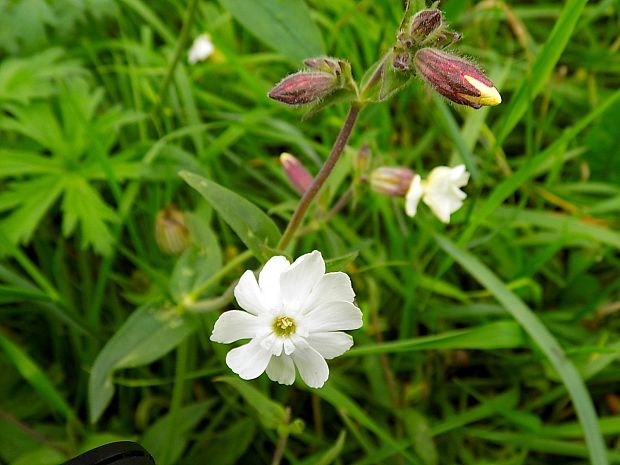 silenka biela pravá Silene latifolia subsp. alba (Mill.) Greuter et Burdet