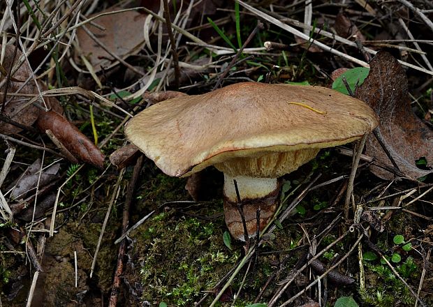 masliak lepkavý Suillus viscidus (L.) Roussel