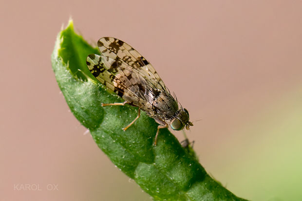 vrtivka Tephritis hyoscyami