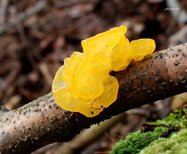 rôsolovka zlatožltá Tremella mesenterica Retz.