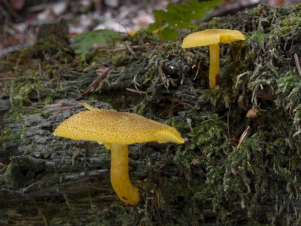 čírovec ozdobný Tricholomopsis decora (Fr.) Singer