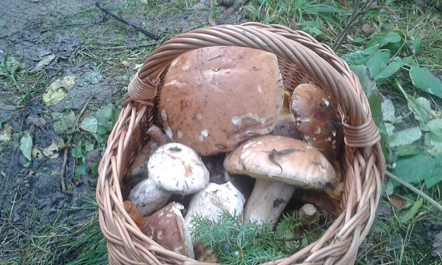 dubák boletus Bull. ex Fr.