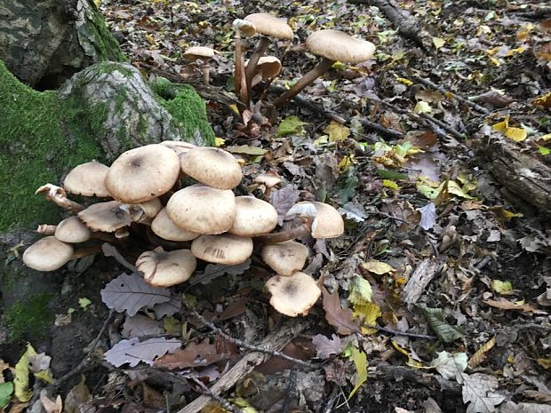 neidentifikovaná huba