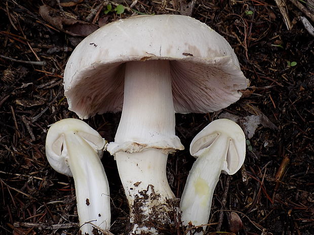 pečiarka Agaricus sp.