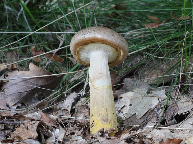 podpňovka obyčajná Armillaria mellea (Vahl) P. Kumm.