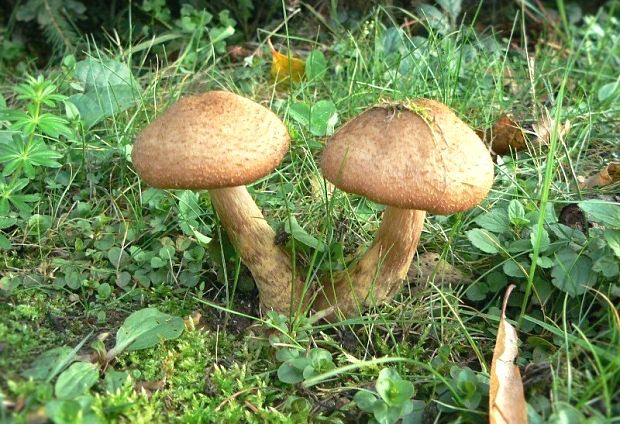 podpňovka Armillaria sp.