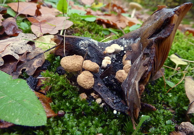 príživnica prášnicovitá Asterophora lycoperdoides (Bull.) Ditmar