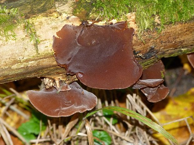 uchovec bazový Auricularia auricula-judae (Bull.) Quél.