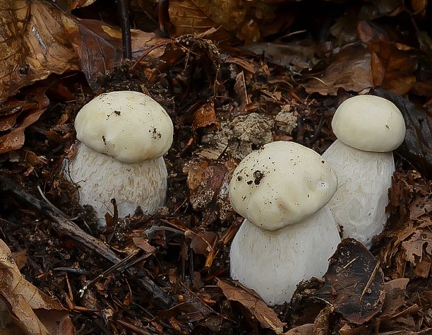 hríb smrekový Boletus edulis Bull.