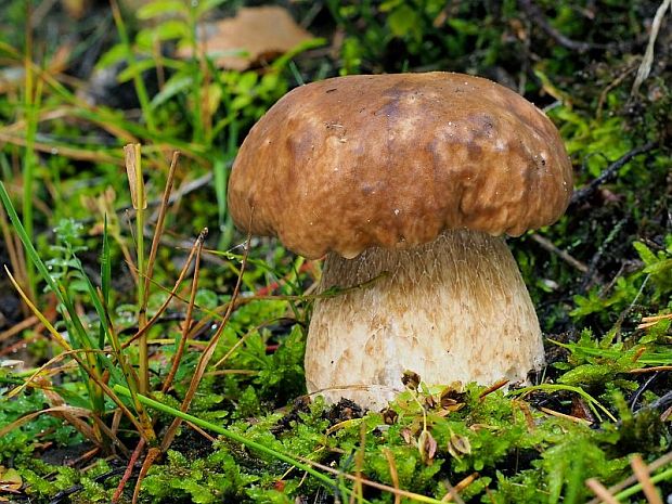 hríb smrekový Boletus edulis Bull.