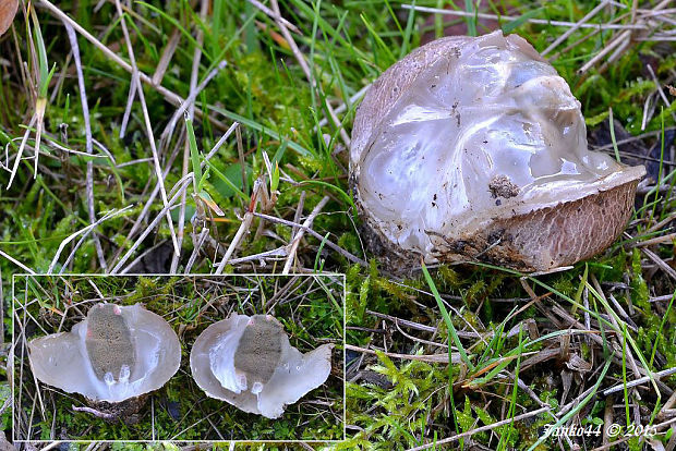 mrežovka kvetovitá Clathrus archeri (Berk.) Dring