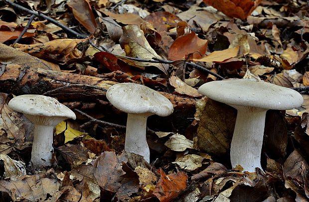 strmuľka inovaťová Clitocybe nebularis (Batsch) P. Kumm.