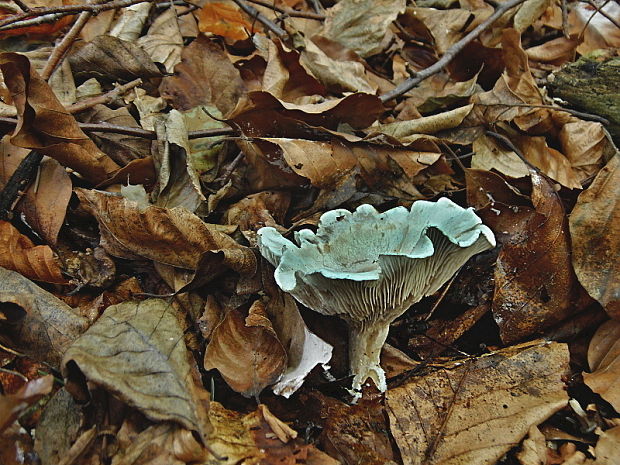 strmuľka anízová Clitocybe odora (Bull.) P. Kumm.