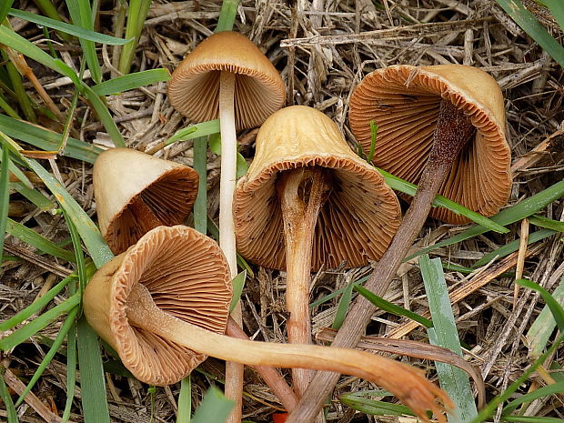 kapucňovec Conocybe sp.