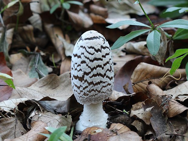 hnojník strakatý Coprinopsis picacea (Bull.) Redhead, Vilgalys & Moncalvo