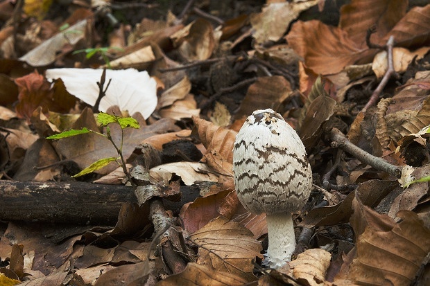 hnojník strakatý Coprinopsis picacea (Bull.) Redhead, Vilgalys & Moncalvo