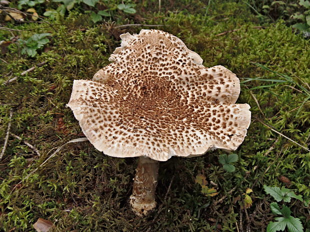 bedlička ostrošupinatá Echinoderma asperum (Pers.) Bon