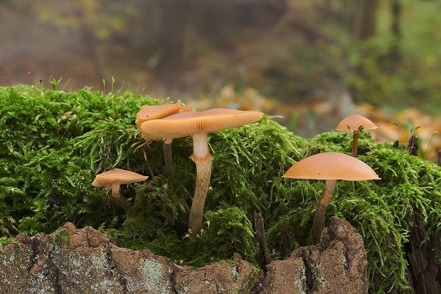 kapucňovka okrovohnedastá Galerina marginata (Batsch) Kühner