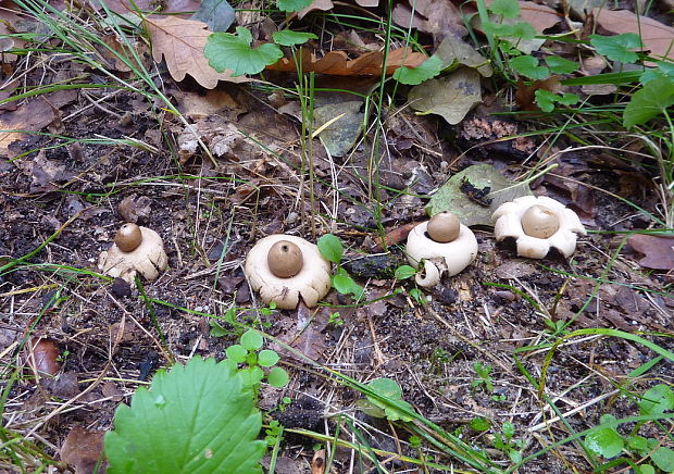 hviezdovka strapkatá Geastrum fimbriatum Fr.