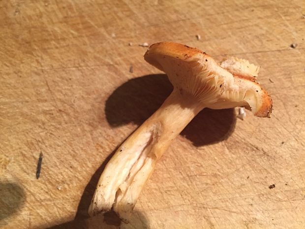 rýdzik Lactarius sp.