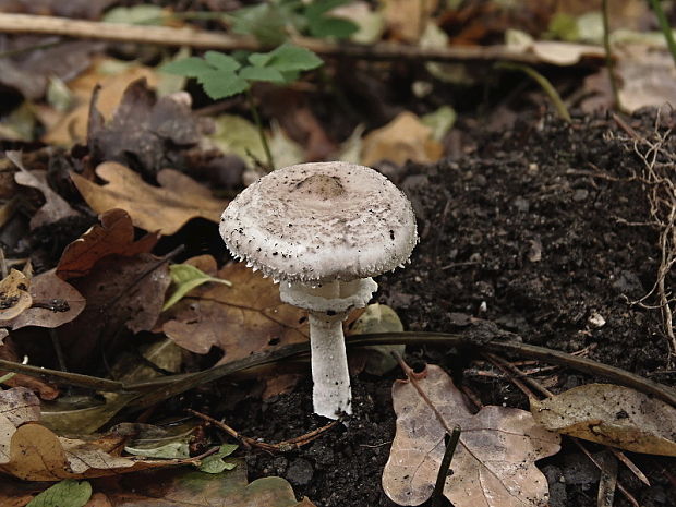 bedľa štíhla Macrolepiota mastoidea (Fr.) Singer