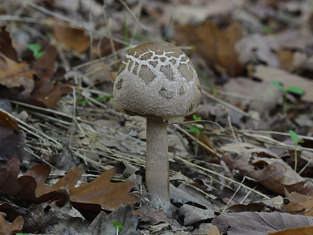 bedľa Konradova Macrolepiota procera (Scop.) Singer