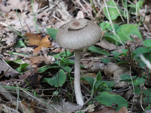 bedľa Macrolepiota sp.