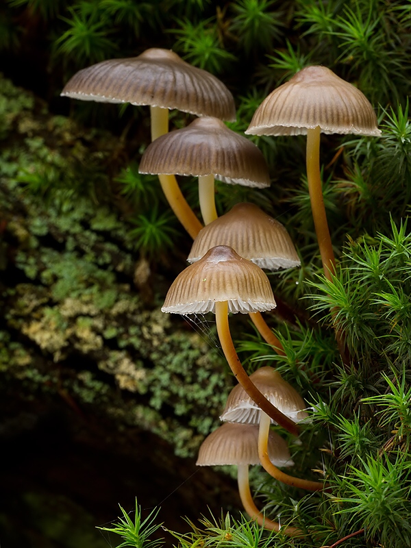 prilbička naklonená Mycena inclinata (Fr.) Quél.