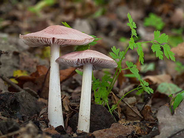 prilbička ružovkastá Mycena rosea Gramberg