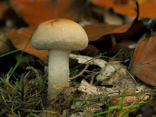 šupinovka hlinovookrová Pholiota lenta (Pers.) Singer