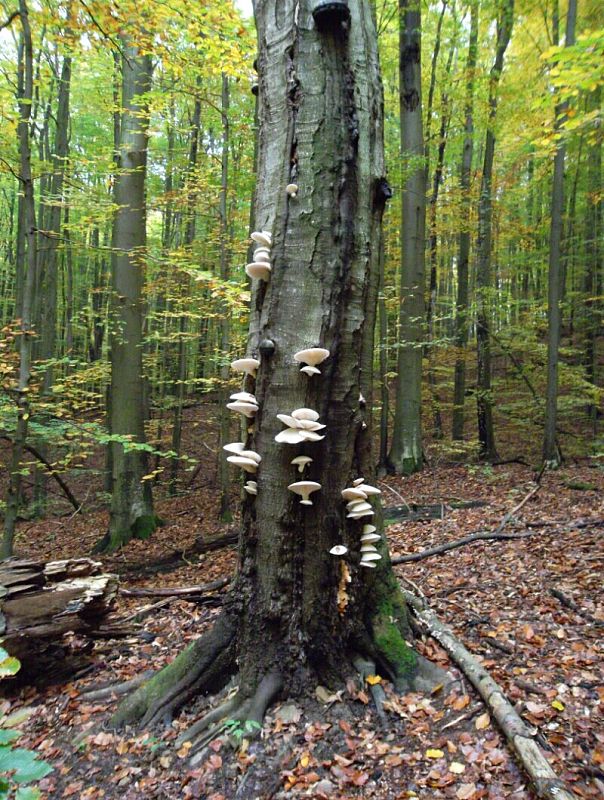 hliva dubová Pleurotus dryinus (Pers.) P. Kumm.