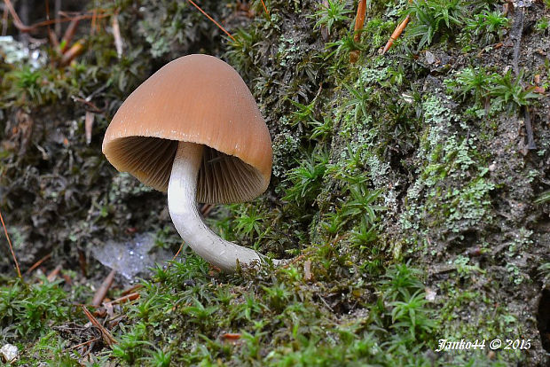 drobuľka Psathyrella sp.