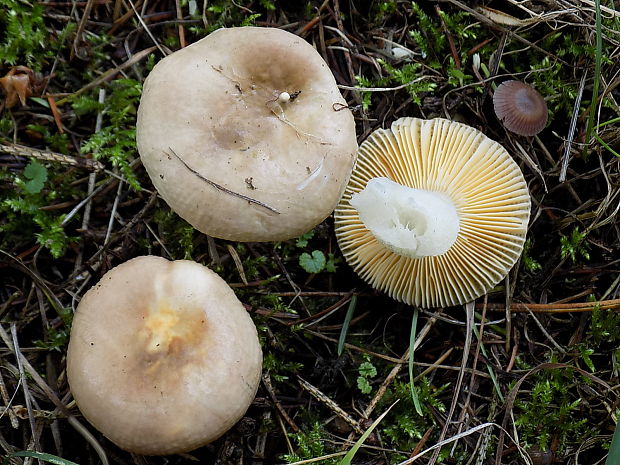 plávka Russula sp.