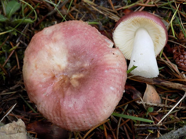 plávka Russula sp.