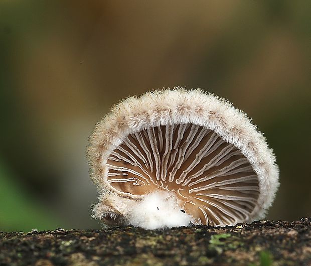 klanolupeňovka Schizophyllum commune Fr.