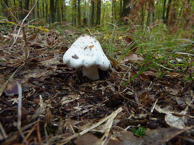 čírovka hodvábna Tricholoma columbetta (Fr.) P. Kumm.