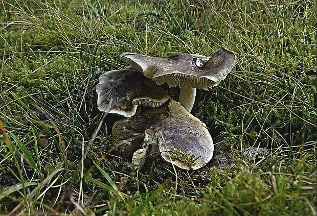 čírovka sivá Tricholoma portentosum (Fr.) Quél.