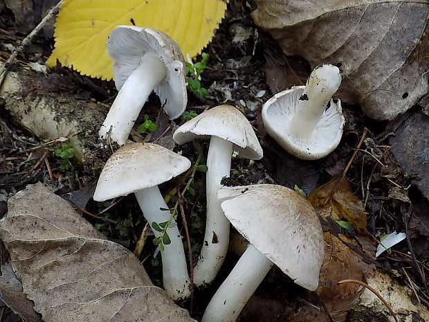 čírovka sivookrová Tricholoma scalpturatum (Fr.) Quél.