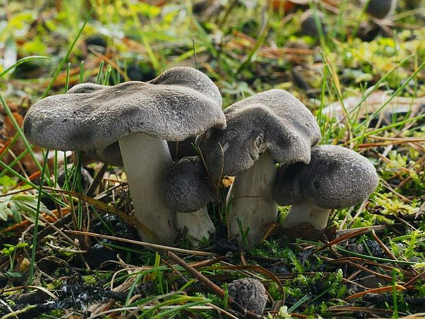 čírovka zemná Tricholoma terreum (Schaeff.) P. Kumm.