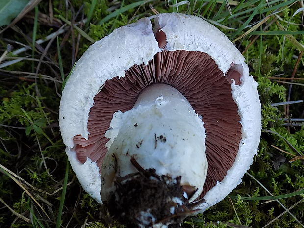 pečiarka Agaricus sp.