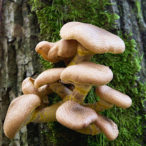 podpňovka Armillaria sp.