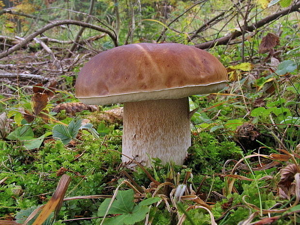 hríb smrekový Boletus edulis Bull.