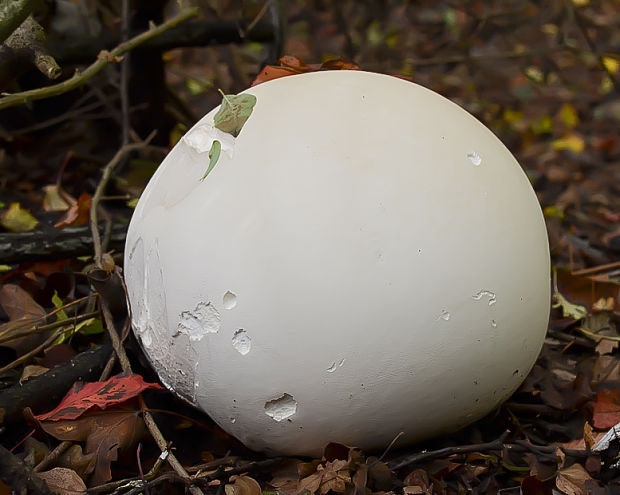 vatovec obrovský Calvatia gigantea (Batsch) Lloyd