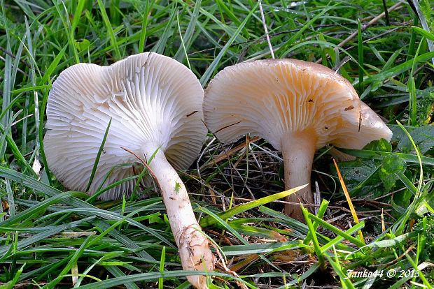 strmuľka Clitocybe sp.