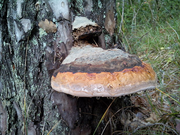 práchnovček pásikavý Fomitopsis pinicola (Sw.) P. Karst.