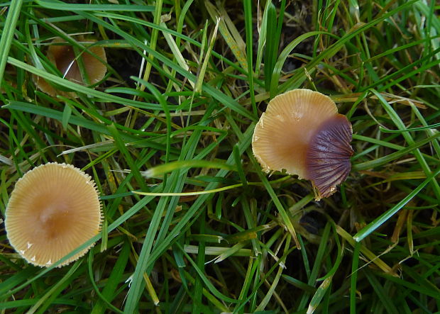 kapucňovka Galerina sp.