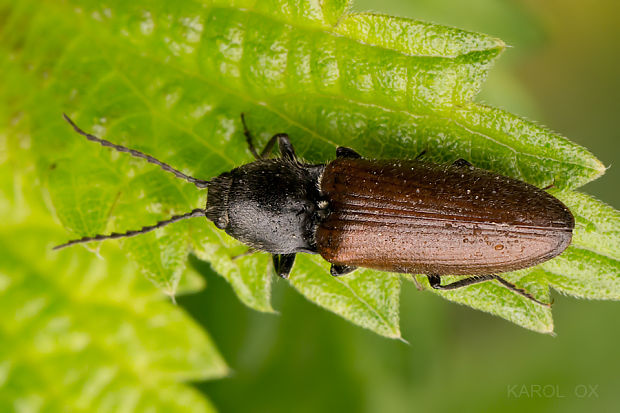 kováčik Hemicrepidius niger var. scrutator