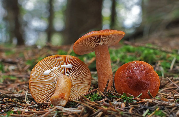 rýdzik pomarančový Lactarius aurantiacus (Pers.) Gray