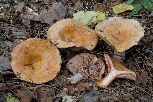 rýdzik krvavý Lactarius sanguifluus (Paulet) Fr.